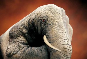 elephant2.jpg