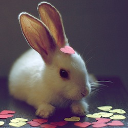 love bunny.jpg