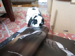 bunny likes magazines.jpg