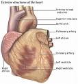 realheart.jpg