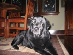 jasper.jpg