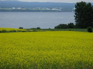 lovely yellow.JPG