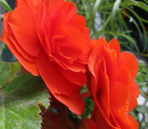 gorgeous orange flowers.JPG