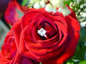 ringinarose.jpg ringinarose.jpg