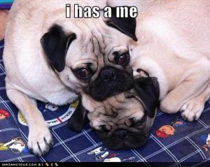 loldogsihasame.jpg