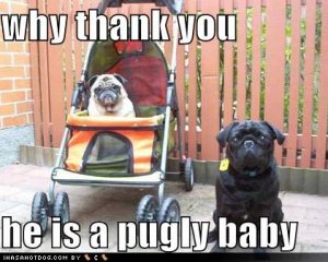 loldogswhythankyouheisapuglybaby.jpg