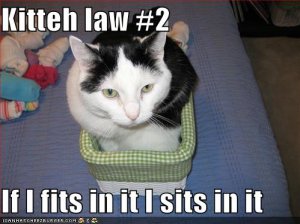 lolcatsififitsinitisitsinit.jpg