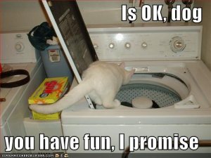 lolcatsisokdogyouhavefunipromise.jpg