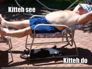 lolcatskittehseekittehdo.jpg