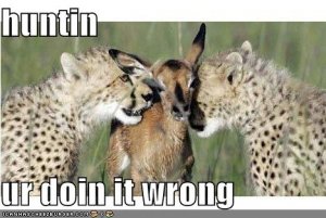 lolcatshuntinurdoinitwrong.jpg