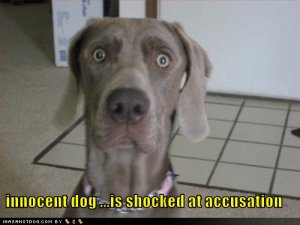 loldogsinnocentdogs.jpg