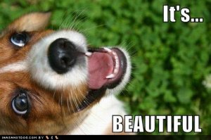 loldogsitsbeautiful.jpg
