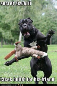 loldogssecretskweriltakesbulletforhisfriend.jpg