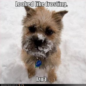 loldogslookedlikefrostingisnt.jpg