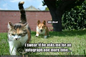 lolcatsomglolcat.jpg