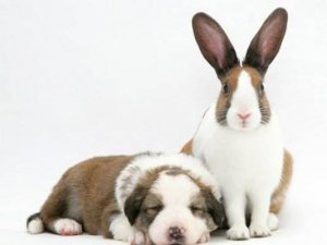 Bunny_007.jpg