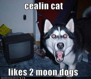 loldogscealincatlikes2moondogs.jpg