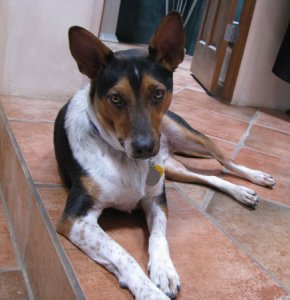 Nicky relaxing.jpg