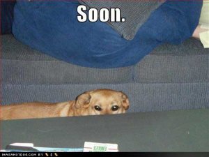 loldogssoon.jpg