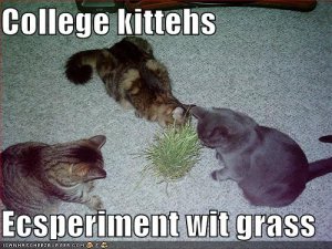 lolcatscollegekittehsecsperimentwitgrass.jpg