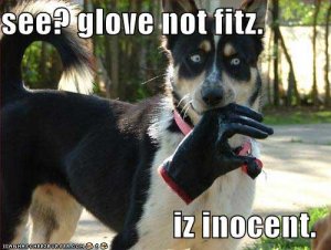 loldogsseeglovenotfitz.jpg