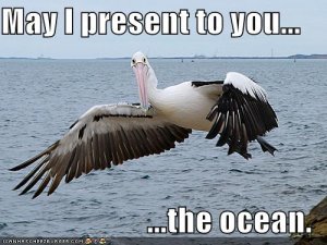 lolpelican.jpg