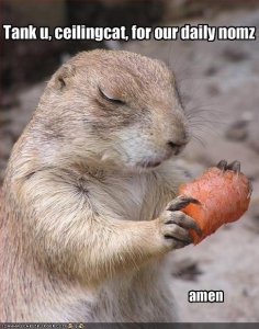 lolcatstankuseilingcatforourdailynomzamen.jpg