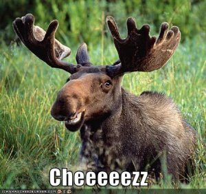 lolmoosecheeeeezz.jpg