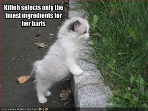 lolcatsfinextingredientsforbarfs.jpg