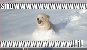 loldogssnowwwwwwwwwwww.jpg