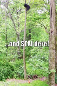 lolcatsandstaidere.jpg