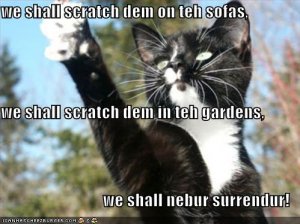 lolcatsnebursurrendur.jpg