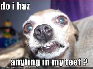 loldogsdoihazanyfinginmyteef.jpg
