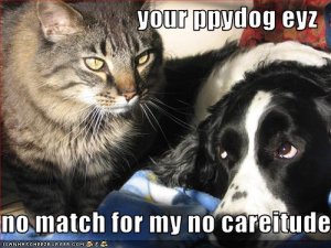 lolcatsyourppydogeyznomatch.jpg
