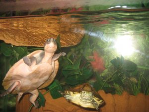 biglittleturtle.JPG