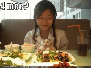 lolcats4mee.jpg