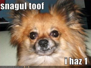 loldogssnagultoofihaz1.jpg