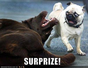 loldogssurprize.jpg