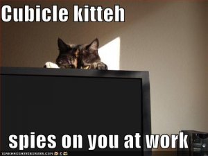lolcatscubiclekitteh.jpg