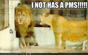 lolcatsinothasapms.jpg