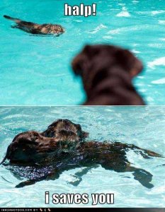 loldogshalpisavesyou.jpg