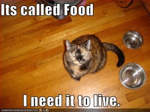 lolcatsitscalledfood.jpg