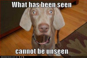 loldogswhathasbeenseen.jpg