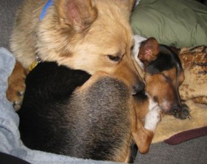 Brie protecting Nicky.jpg