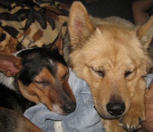 Brie and Nicky Sleeping.jpg