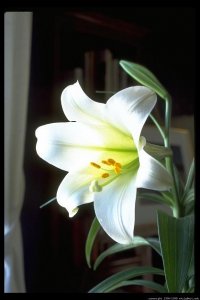 easterlily10.jpg