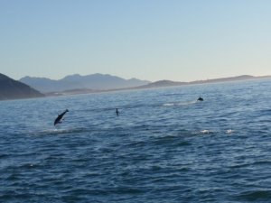BEGKaikouraDolphinSwim2.jpg