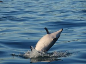 BEGKaikouraDolphinSwim3.jpg