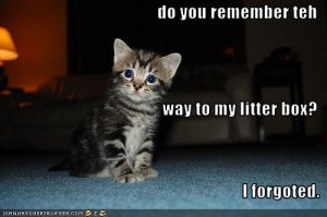 lolcatsdoyouremembertehwaytomylitterbox.jpg