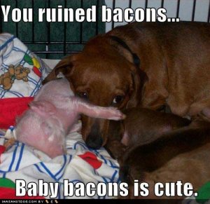 loldogsyouruinedbacons.jpg